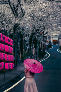 Cherry Blossom Season in Japan by JG Brasseur Person in a light purple dress holding a pink parasol walking under cherry blossom trees lined with traditional paper lanterns in Japan.